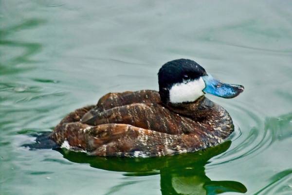 Ruddy Duck at Whipsnade Zoo by Chris huh is licensed under CC BY-SA 4.0.